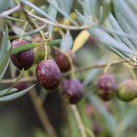 能登島産オリーブリーフティ