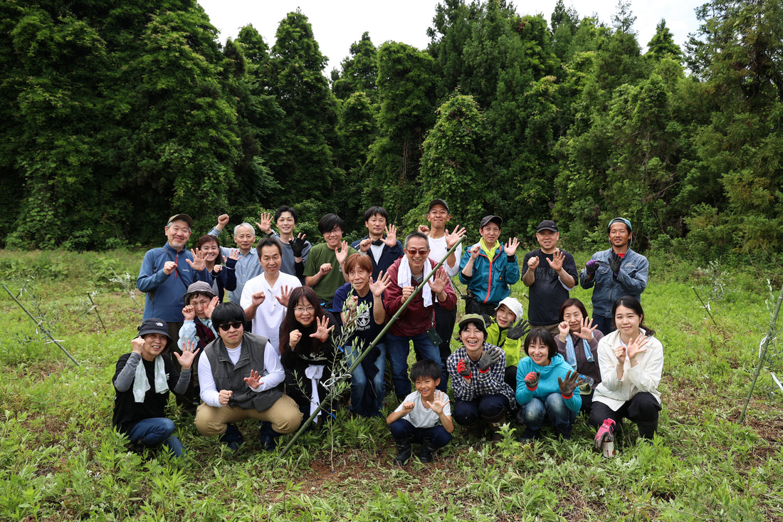 能登島産オリーブリーフティ