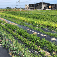 石川県産オーガニックな野菜セット