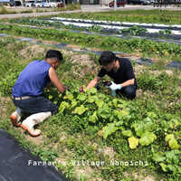 石川県産オーガニックな野菜セット