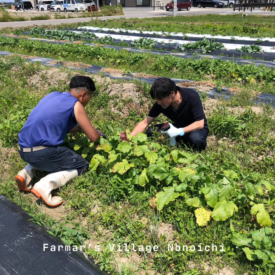 石川県産オーガニックな野菜セット