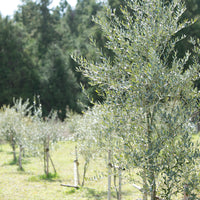 能登島産オリーブリーフティ
